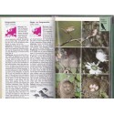 Landvögel, Frieder Sauer - guide des oiseaux de campagne, oiseaux, ornithologie