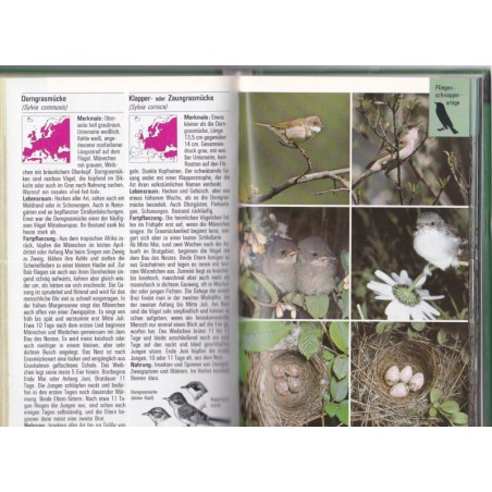 Landvögel, Frieder Sauer - guide des oiseaux de campagne, oiseaux, Natur,