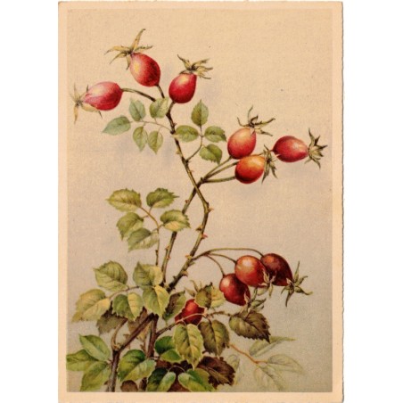 Carte postale Aubépines - carte postale ancienne fleurs, dos vierge