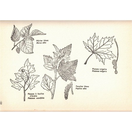 Quel est donc cet arbre ? Kosch, 1956 - botanique, nature