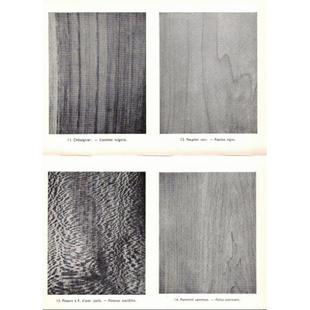 Quel est donc cet arbre ? Kosch, 1956 - botanique, nature