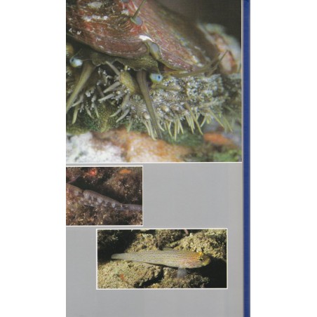 Méditerranée vivante, Harmelin, Vacelet et Petron, 1987 - monde sous-marin, animaux marins, poissons, océans,