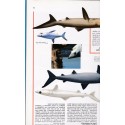La petite encyclopédie des requins, Bordas - animaux marins, océans, monde sous-marin