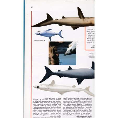 La petite encyclopédie des requins, Bordas - animaux marins, océans, monde sous-marin