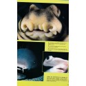 La petite encyclopédie des requins, Bordas - animaux marins, océans, monde sous-marin