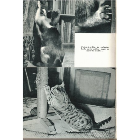 Sa majesté le chat, Fernand Méry, 1956 - animaux domestiques, félins, comportement animaux