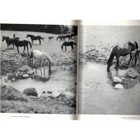 El Fuego, einer aus Bentos Herde, Ditha Holesch, 1965 - Tiere, Pferd, animaux, troupeaux de chevaux