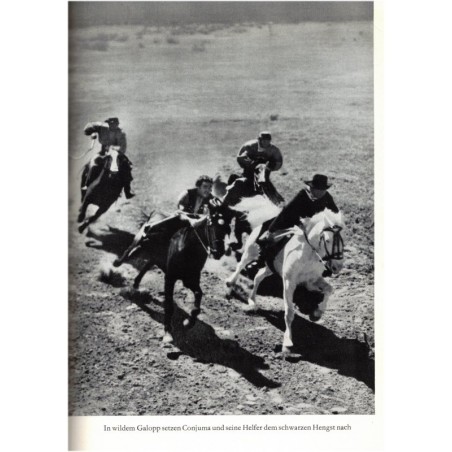 Der schwarze Hengst Bento, Ditha Holesch, 1964 - Tiere, Pferd, animaux, chevaux