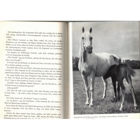 Der schwarze Hengst Bento, Ditha Holesch, 1964 - Tiere, Pferd, animaux, chevaux