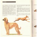 L'encyclopédie des animaux familiers, Culture art Loisirs 1968 - guide des chats, chiens, oiseaux, poissons, animaux de la ferme