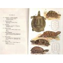 Petit atlas des amphibiens et reptiles, Jacques Pellegrin, Boubée, 1946 - histoire naturelle, animaux sauvages, zoologie,