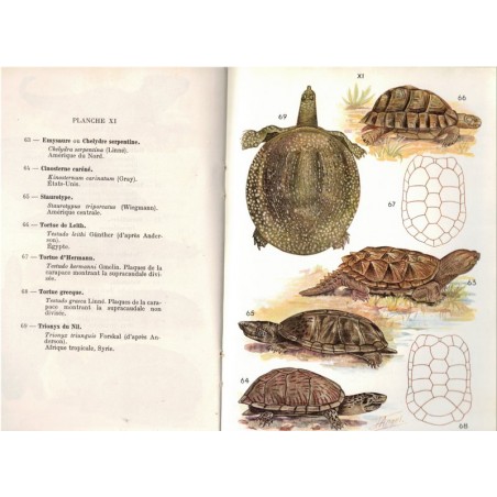 Petit atlas des amphibiens et reptiles, Jacques Pellegrin, Boubée, 1946 - histoire naturelle, animaux sauvages, zoologie,