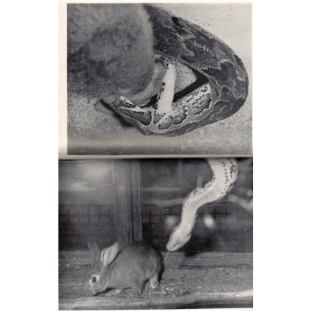 Les cahiers de chasse et de nature, Tony Burnand, année 1952 - récit de chasse, magazines chasseurs, animaux sauvages