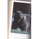 L'ours bleu, Lynn Schooler, photographe japonais Michio Hoshino,  2002 - ours d'Alaska, expédition Grand Nord,  animaux sauvages