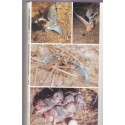 Vom Grizzlybär zur Brillenschlange, Bernhard Grzimek - Tiere, animaux sauvages, chasse,