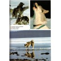 Dix chiens pour un rêve, François Varigas, Jean-François Chaigneau, 1984 - Grand Nord, Canada, chiens,