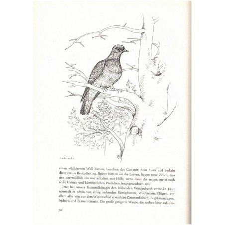 Tausend Wunder auf stillen Wegen, Hans-Wilhelm Smolik, 1963 - Natur,  dessins d'oiseaux, fleurs, oiseaux, flore, Tiere,