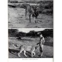Born free a lioness of two worlds, Joy Adamson, 1960 - wild animals, fauves braconnage, chasse, réserve Kenya, animaux sauvages