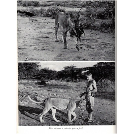 Born free a lioness of two worlds, Joy Adamson, 1960 - wild animals, fauves braconnage, chasse, réserve Kenya, animaux sauvages