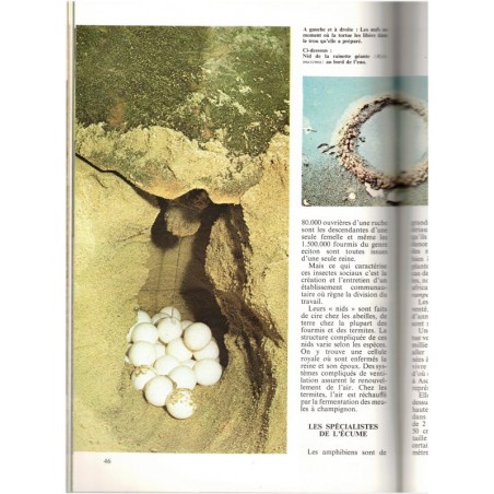 La symphonie animale, maternités, Philippe Diolé 1977 - sexualité des animaux, zoologie, animaux sauvages,