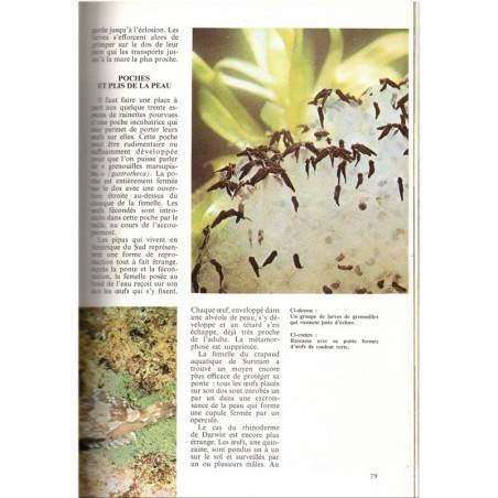 La symphonie animale, maternités, Philippe Diolé 1977 - sexualité des animaux, zoologie, animaux sauvages,