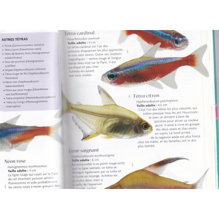 Bien choisir et prendre soin de vos poissons tropicaux, Solar