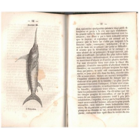 Reptiles, et poissons, Nouveau spectacle de la nature ou Dieu et ses œuvres, Victor Rendu, 1840 - zoologie, animaux marins,
