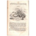 Reptiles, et poissons, Nouveau spectacle de la nature ou Dieu et ses œuvres, Victor Rendu, 1840 - zoologie, animaux marins,
