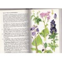 Pflanzen und Tierwelt der Alpen, Schauer, 1975 - plantes de montagne, fleurs, animaux de montagne, botanique, zoologie