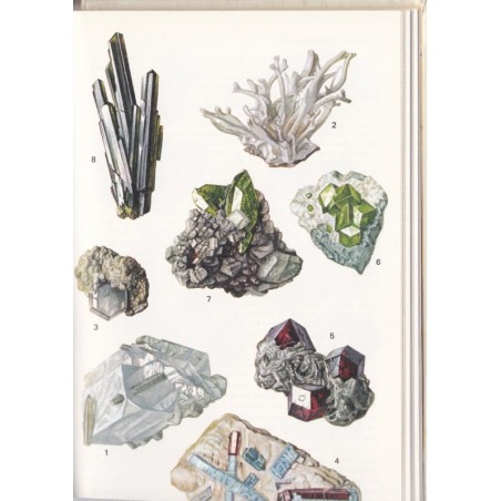 Pflanzen und Tierwelt der Alpen, Schauer, 1975 - plantes de montagne, fleurs, animaux de montagne, botanique, Natur, Tiere,