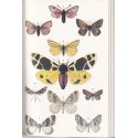 Pflanzen und Tierwelt der Alpen, Schauer, 1975 - plantes de montagne, fleurs, animaux de montagne, botanique, zoologie
