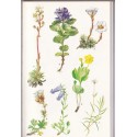 Pflanzen und Tierwelt der Alpen, Schauer, 1975 - plantes de montagne, fleurs, animaux de montagne, botanique, zoologie