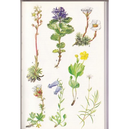 Pflanzen und Tierwelt der Alpen, Schauer, 1975 - plantes de montagne, fleurs, animaux de montagne, botanique, zoologie