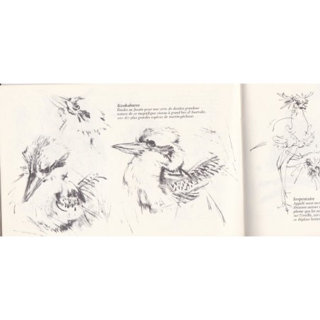 Des animaux sauvages vus par un artiste, Ralph Thompson, 1972 - illustrateurs, animaux sauvages, dessins d'animaux, jungle,