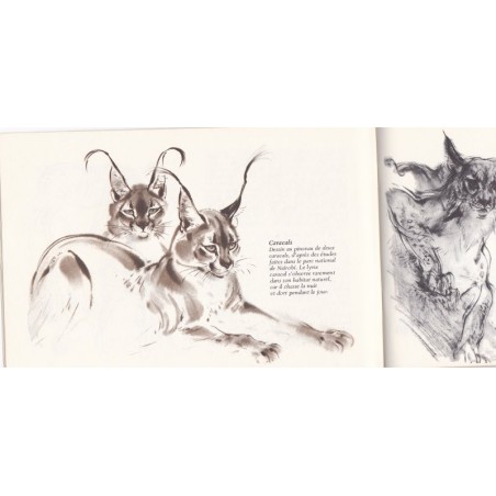 Des animaux sauvages vus par un artiste, Ralph Thompson, 1972 - illustrateurs, animaux sauvages, dessins d'animaux, jungle,