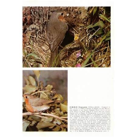 Les oiseaux chanteurs, Armando Grasselli, 1970 -  ornithologie, documentaires Alpha