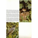 Les oiseaux chanteurs, Armando Grasselli, 1970 -  ornithologie, documentaires Alpha