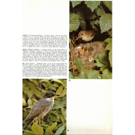 Les oiseaux chanteurs, Armando Grasselli, 1970 -  ornithologie, documentaires Alpha