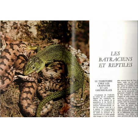 La symphonie animale, Les animaux entre eux,  1979 - sexualité des animaux, zoologie, animaux sauvages,