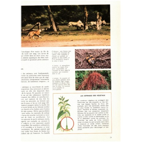 Le monde vivant, Michaël Chinery, Solar, 1977 - animaux, flore, nature, écologie