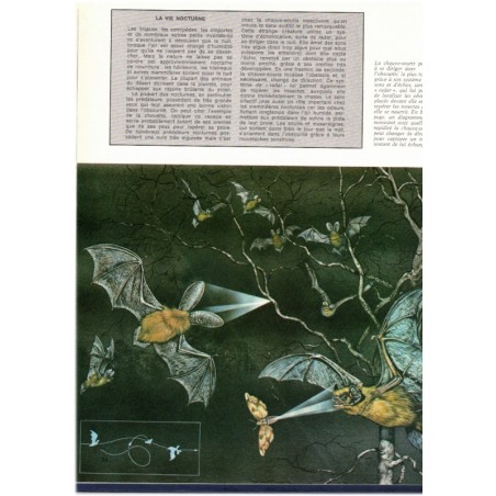 Le monde vivant, Michaël Chinery, Solar, 1977 - animaux, flore, nature, écologie