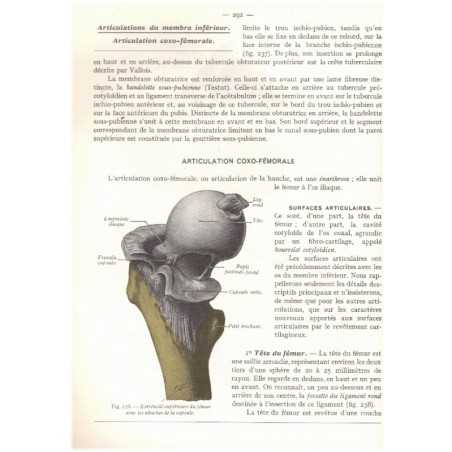 Anatomie humaine, T3 membres, système nerveux central, Rouvière 1970 - anatomie, manuels de médecine