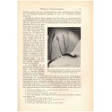 Biologische Therapie des praktischen Arztes, Heinz Bottenberg 1936 - Medizin, Lehrbuch, biologie, manuels de médecine