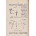 Sciences Naturelles, II morphologie, anatomie et physiologie végétales, 1949, Chantron - botanique,