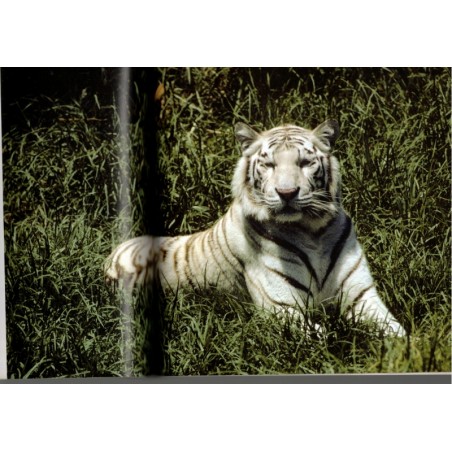 Le tigre, Pierre Darmangeat, 2006, animaux sauvages, félins, tigres, fauves