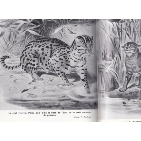 Une chatte comme les autres, René-Pierre Audras, 1973 - romans animaliers, chats