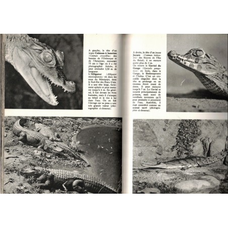 Encyclopédie illustrée du monde animal, Stanek, 1973 - -  animaux marins, animaux sauvages, reptiles, oiseaux, biologie,