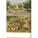 Living free, the story of Elsa and her cubs, Joy Adamson, 1961 - wild animals, fauves, réserve Kenya, lions, animaux sauvages