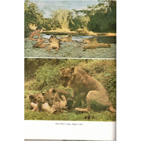 Living free, the story of Elsa and her cubs, Joy Adamson, 1961 - wild animals, fauves, réserve Kenya, lions, animaux sauvages