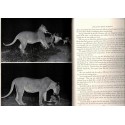 Living free, the story of Elsa and her cubs, Joy Adamson, 1961 - wild animals, fauves, réserve Kenya, lions, animaux sauvages